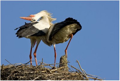 White Stork Welcome