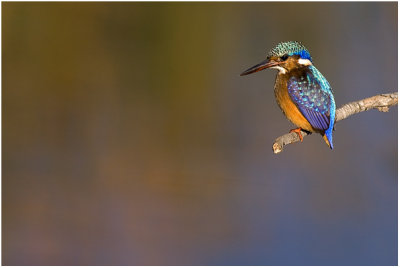 Juvenile Malachite Kingfisher
