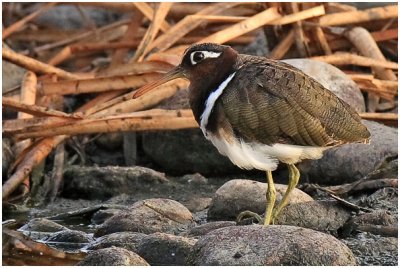Female Painted Snipe