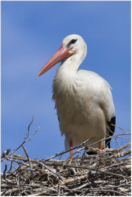Stork Portrait
