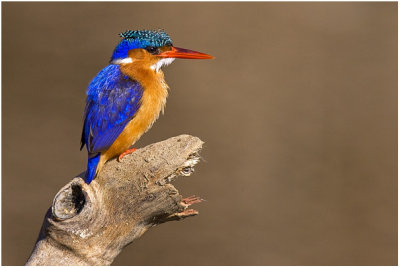 Malachite Kingfisher