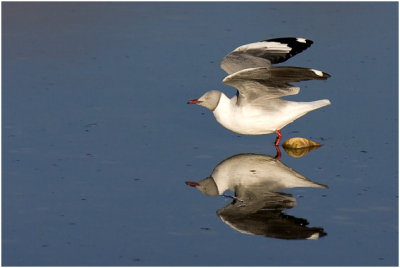 Grey-headed Gull