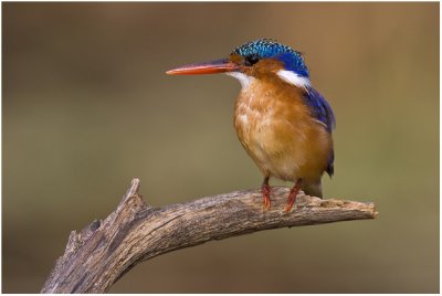 Malachite Kingfisher