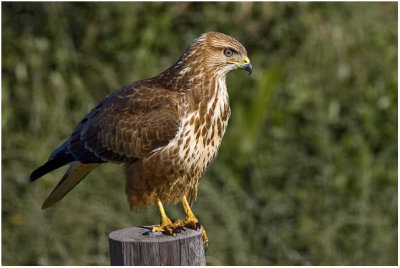Steppe Buzzard