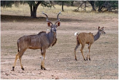Kgalagadi November 2006