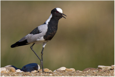 Blacksmith Plover