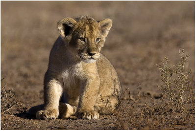 Kgalagadi April 2008