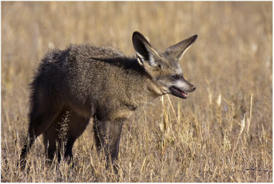 Bat-eared Fox