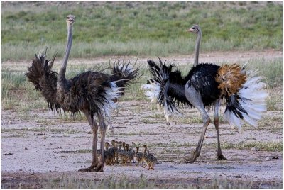 Ostriches in defence mode