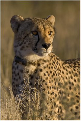 Cheetah