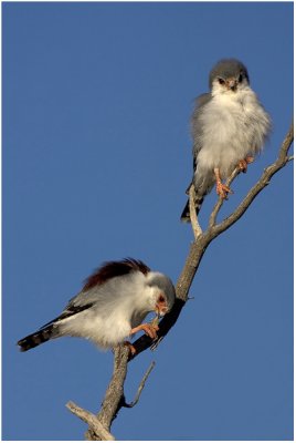 Pygmy Falcons