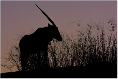 Gemsbok Silhouette