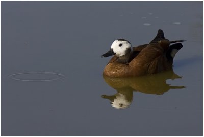 Female South African Shelduck