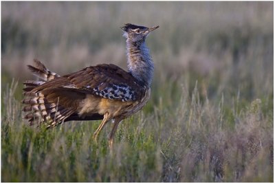 Kori Bustard