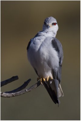 Black-shouldered Kite