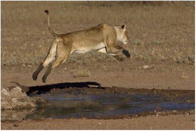 Lioness Jumping