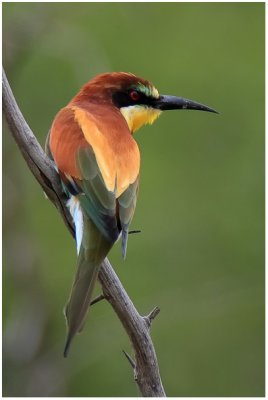 European Bee-eater