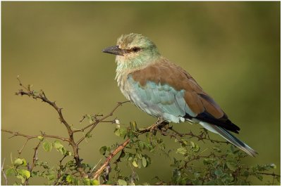 European Roller