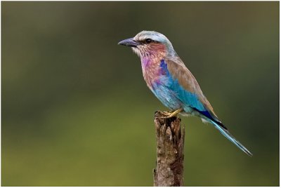 Lilac Breasted Roller