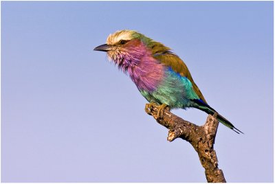 Lilac Breasted Roller