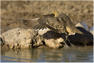 Namaqua Sandgrouse