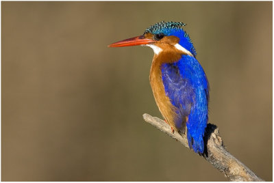 Colourful Malachite Kingfisher