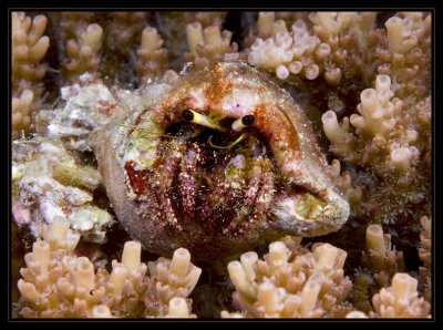 Posing in the coral