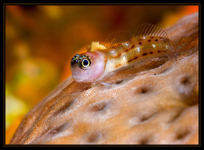 Blenny