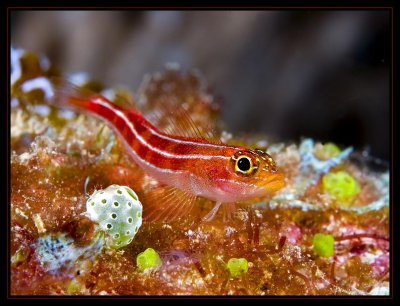 Ghostgoby