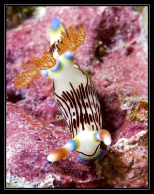 lined Nudibranch