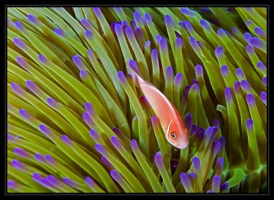 Pink Anemonefish with some green and purple