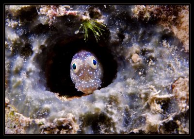 Delicate Blenny