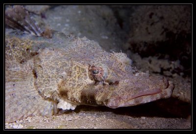 Crocodile Fish