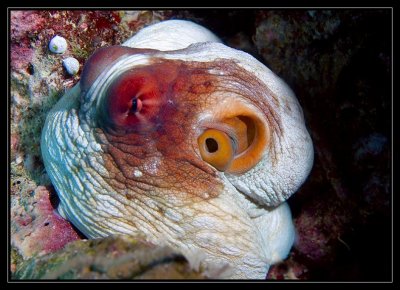 PNG Octopus