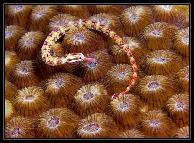 Pipefish