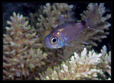 Cardinalfish