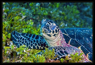 Sleeping Turtle with algae covering the reef