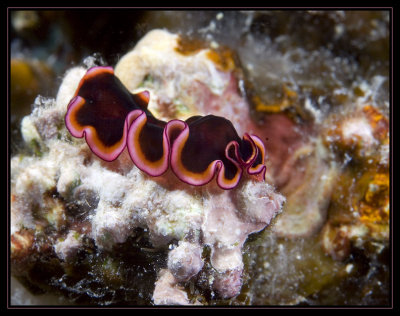 Flatworm