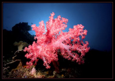 Soft Coral with sun glow
