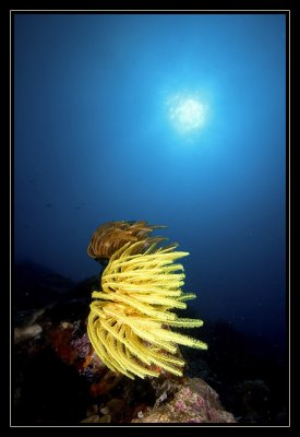 Sun with yellow crinoid