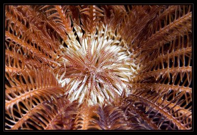 Crinoid up close