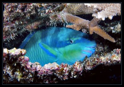 Sleeping Parrotfish