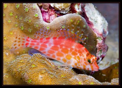 Pixie Hawkfish