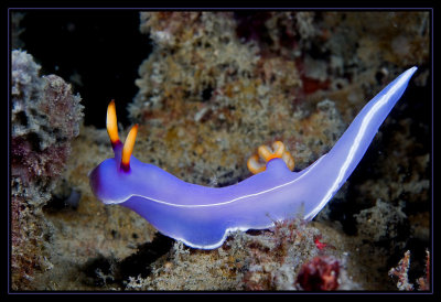 Hypselodoris bullocki Nudibranch