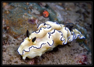 Glossodoris atromarginata