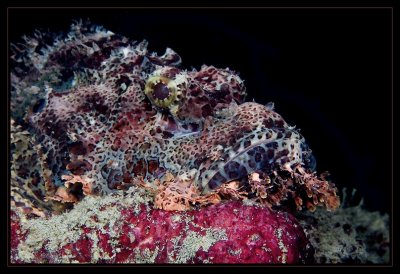 Scorpionfish