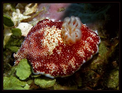 Chromodoris reticulata