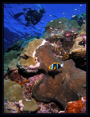 Rick and Orange-Finned Anemonefish