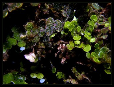 Algae that was consuming some of the reefs