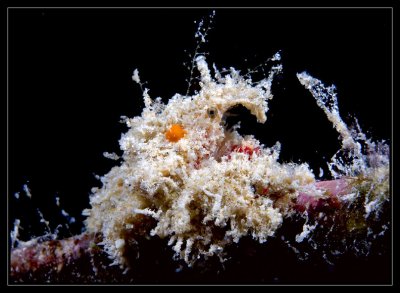 Decorator Crab